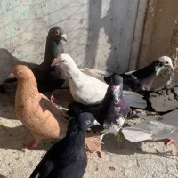 کبوتر|پرنده|شیراز, جوادیه|دیوار