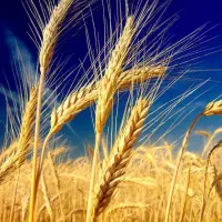 خوشه گندم|گل و گیاه طبیعی|پاکدشت, پاکدشت (مامازند)|دیوار