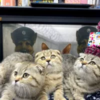 جشنواره مدادرنگی