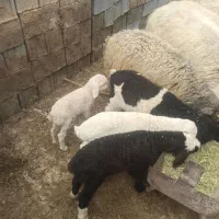 میش بره داربره کشتی وکهره گوشتی هم درخدمتیم