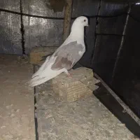 کبوتر