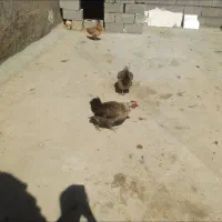 مرغ