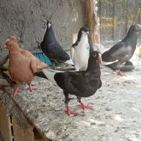 پرنده گوک‌نر کرمانی