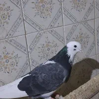 یک شازده پرشی ب شرط