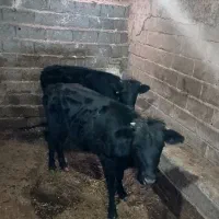 گوساله ماده داشتی صحرایی
