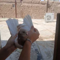 فروش چند جفت کبوتر خوش خال و پرشی
