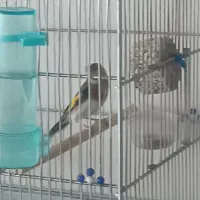 سهره تازه تخت رو ب مستی
