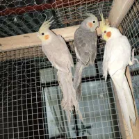 عروس هلندی با دو قفس یکجا