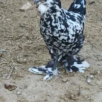 مرغ سلطان