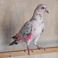 کفتر پرشی  پر دم