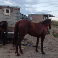 اصل قره باغی