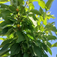 باغ با لوکیشن ۳کیلومتری شهر