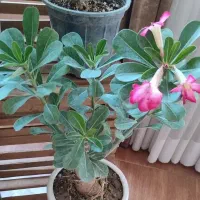 گل های کلکسیونی با قیمت مناسب