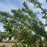 فروش باغ بی همتابا دیوار در‌مامونیه با سند تک برگ