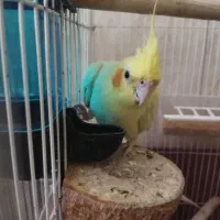 جفت عروس هلندی