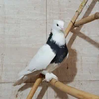 کبوتر طوقی