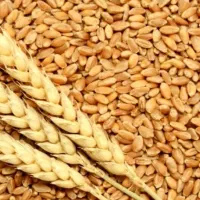 گندم نان خانگی و جو درجه یک خالص
