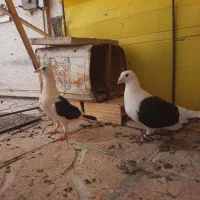 نرو ماده پشت
