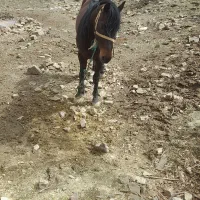اسب|اسب و تجهیزات اسب‌سواری|کوهبنان, |دیوار
