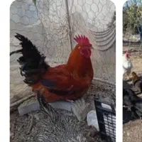 دو عدد مرغ ویک عدد خروس