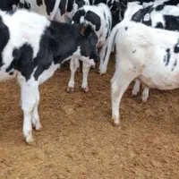 گوساله قطع شیر