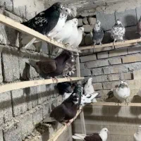 کبوتر فوق پرشی