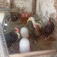 مرغ تخم گذار