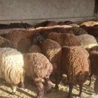 گوسفند بره ومیش ارزون