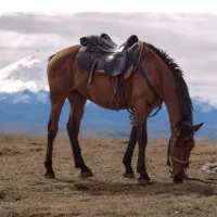اسب مادیان ‌