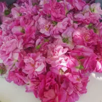 گل محمدی|گل و گیاه طبیعی|سلماس, |دیوار