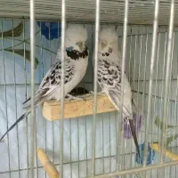 مرغ عشق انگلیسی معاوضه هم دارم باهرچی جزپرنده