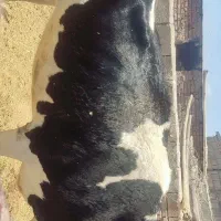گاو