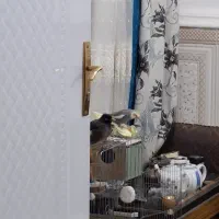 عروس هلندی و مرغ مینا