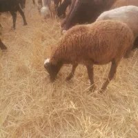 بره نر گیج