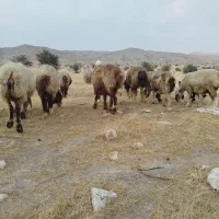 میش داشتی