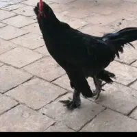 خروس نژاد دار