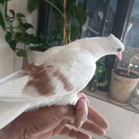 کفتر دوکتی