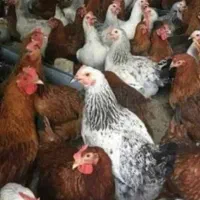 مرغ و خروس محلی برهما ۴ ماهه