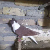 کبوتر خوشرنگ،ساده کاکلی