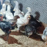 نیمچه مرغ پرپا 47 روزه