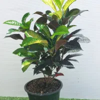 انواع گل مناسب آپارتمان و هدیه