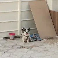 سگ پاکوتاه