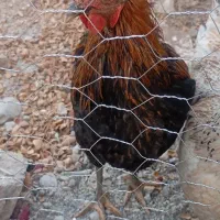 یه عدد خروس جوان
