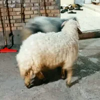 گوسفند پروار