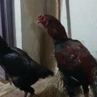 تخم مرغ لاری