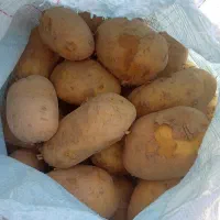 سیب زمینی