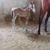 اسب مادیان درجه یک