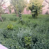 نعناع فلفلی درجه یک بومی