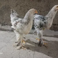 مرغ گلین و امپراطور