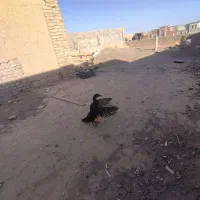 مرغابی|حیوانات مزرعه|میبد, |دیوار